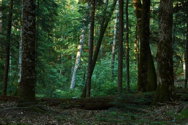 Mujer Está Bosque Confiado Sin Camino Perdido Bosque — Foto de Stock