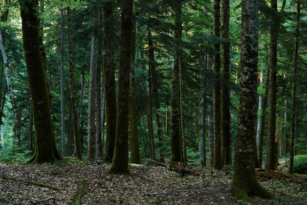 Mujer Está Bosque Confiado Sin Camino Perdido Bosque — Foto de Stock