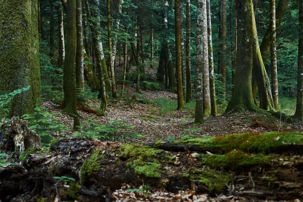 Woman stands in a confireous forest without a road. Lost in the woods.