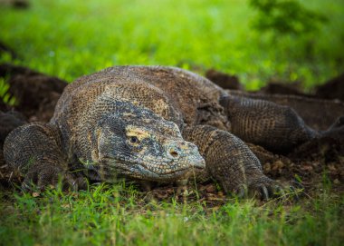 Komodo Ulusal Parkı, Endonezya Şubat 2020 Komodo Ejderhası, dünyanın en büyük kertenkelesi.