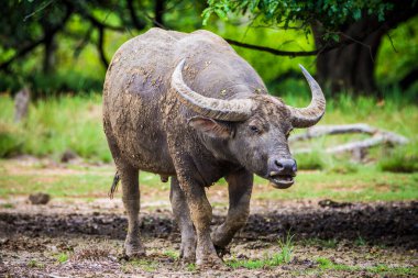 Komodo Ulusal Parkı, Endonezya - Şubat 2020 Komodo Adası 'nda su bufalosu