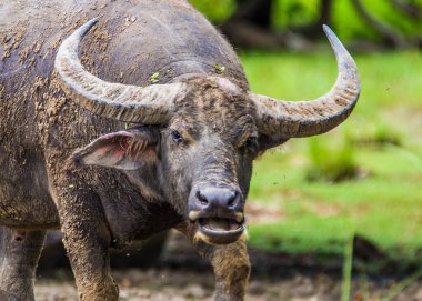 Komodo Ulusal Parkı, Endonezya - Şubat 2020 Komodo Adası 'nda su bufalosu