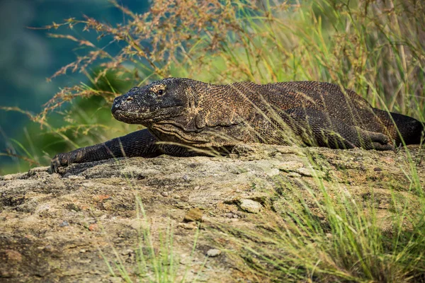 Parque Nacional Komodo, Indonesia Febrero 2020: Komodo dragon, el lagarto más grande del mundo —  Fotos de Stock