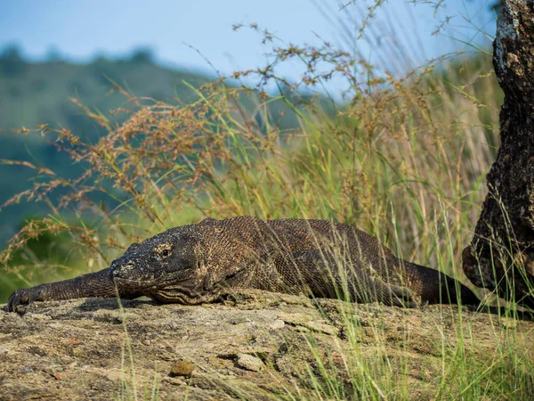 Parque Nacional Komodo, Indonesia Febrero 2020: Komodo dragon, el lagarto más grande del mundo —  Fotos de Stock