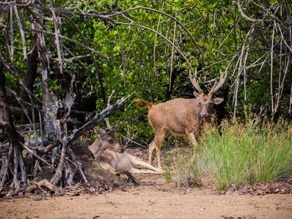 Острів Комодо, Індонезія, - Януар 24, 2019: Deer in Komodo National Park, Unesco World Heritage Site, Komodo Island — стокове фото