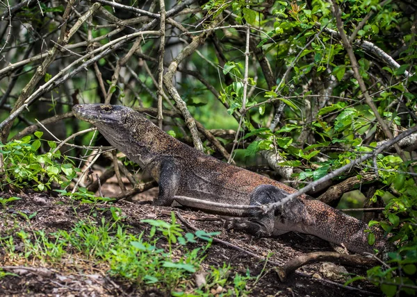 Parque Nacional Komodo, Indonesia Febrero 2020: Komodo dragon, el lagarto más grande del mundo —  Fotos de Stock