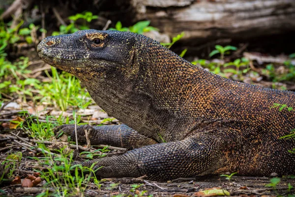 Parque Nacional Komodo, Indonesia Febrero 2020: Komodo dragon, el lagarto más grande del mundo —  Fotos de Stock