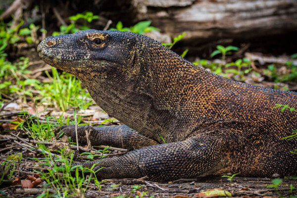 Komodo national park, Indonesia- February 2020: Komodo dragon, the largest lizard in the world
