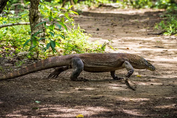 Parque Nacional Komodo, Indonesia Febrero 2020: Komodo dragon, el lagarto más grande del mundo —  Fotos de Stock