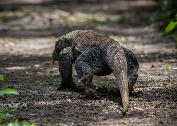 Parque Nacional Komodo, Indonesia Febrero 2020: Komodo dragon, el lagarto más grande del mundo —  Fotos de Stock