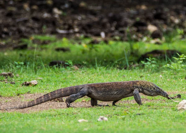 Parque Nacional Komodo, Indonesia Febrero 2020: Komodo dragon, el lagarto más grande del mundo —  Fotos de Stock