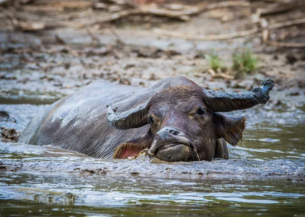 Komodo nationalpark, Indonesien- februari 2020: Vattenbuffel på Komodo ön — Stockfoto