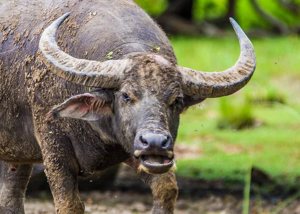 Komodo Ulusal Parkı, Endonezya - Şubat 2020 Komodo Adası 'nda su bufalosu