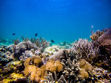 Komodo Ulusal Parkı 'nın sualtı manzarası.