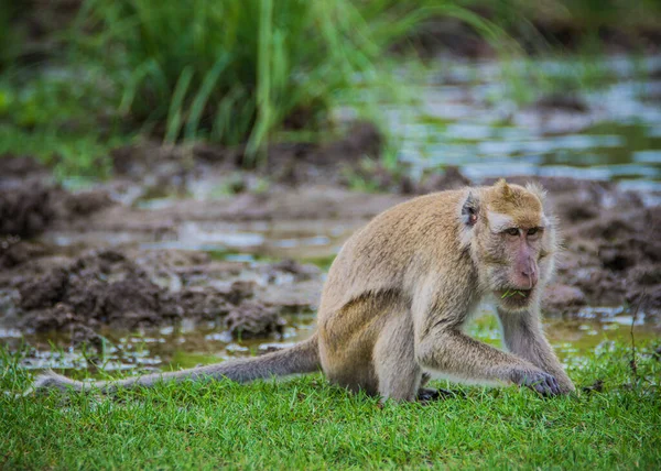 Komodo Nationalpark Macaque Apa Komodo Nationalpark — Stockfoto