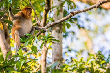 Sabah, Malezya Borneo 'daki Kinabatangan Nehri boyunca ağaçtaki bir hortum maymunu..