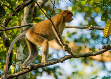 Sabah, Malezya Borneo 'daki Kinabatangan Nehri boyunca ağaçtaki bir hortum maymunu..