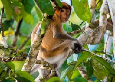Sabah, Malezya Borneo 'daki Kinabatangan Nehri boyunca ağaçtaki bir hortum maymunu..
