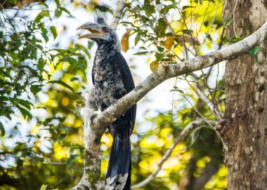 Kinabatangan Nehri, Borneo, Malezya 'da nesli tükenmekte olan boynuz gagası.