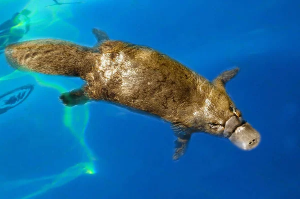 Burnie, Tazmanya, Avustralya: Mart 2019: Platypus (Ornithorhynchus anatinus) mavi nehirde svling.
