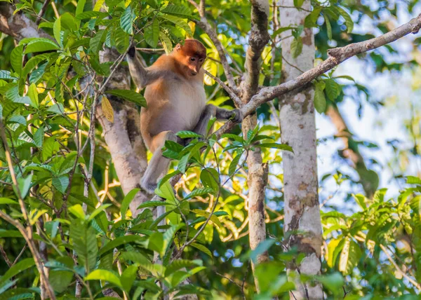 Macaco Probóscide Uma Árvore Longo Rio Kinabatangan Sabah Bornéu Malásia — Fotografia de Stock