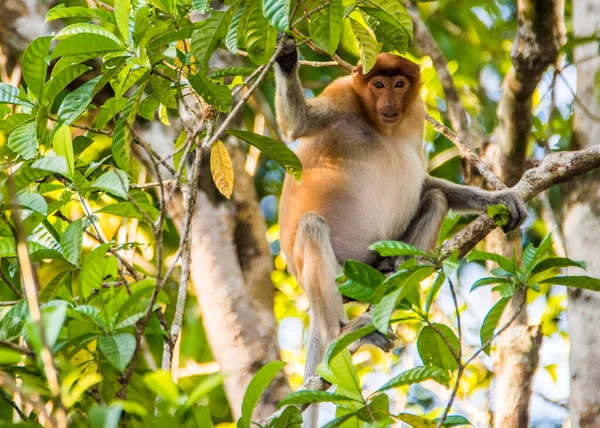 Μια Μαϊμού Προβοσκίδα Ένα Δέντρο Κατά Μήκος Του Ποταμού Kinabatangan — Φωτογραφία Αρχείου