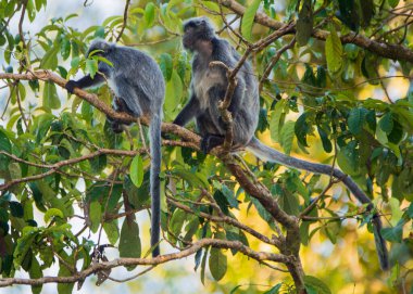 Soyu tükenmekte olan Gümüş Yaprak Maymunu (Trachypithecus cristatus) Borneo ormanlarındaki bir ağaçta yemek yiyor..