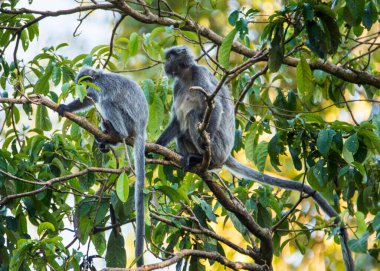 Soyu tükenmekte olan Gümüş Yaprak Maymunu (Trachypithecus cristatus) Borneo ormanlarındaki bir ağaçta yemek yiyor..