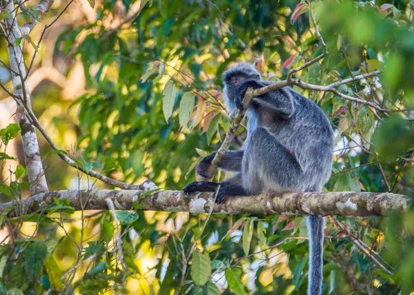 Απειλούμενη Μαϊμού Silver Leaf Silvery Lutung Trachypithecus Cristatus Που Τρώει — Φωτογραφία Αρχείου