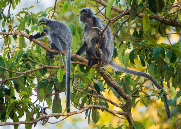 Απειλούμενη Μαϊμού Silver Leaf Silvery Lutung Trachypithecus Cristatus Που Τρώει — Φωτογραφία Αρχείου