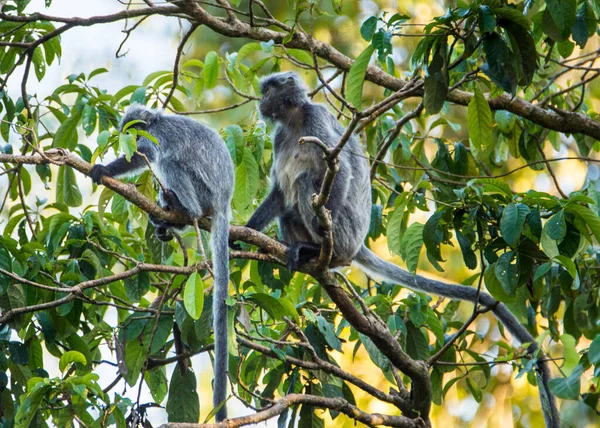 Endangered Silver Leaf Monkey Silvery Lutung Trachypithecus Cristatus Eating Tree — Stock Photo, Image