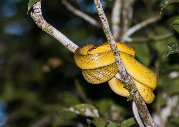 Banánový Had Zblízka Borneo Řeka Kinabatangan — Stock fotografie