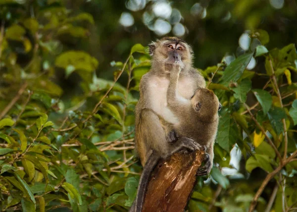 Καβουροφάγα Μακρύουρα Macaques Macaca Fascicularis Που Περιποιούνται Ένας Τον Άλλον — Φωτογραφία Αρχείου