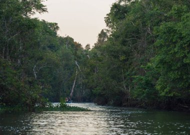 Kinabatangan Nehri, Sabah Borneo Malezya