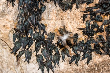 Oilbird Steatornis caripensis 'in doğal ortamında, kayaların üzerinde yuva yapan bir çift olağanüstü kuş. Kuşlar yön bulmak için bir çeşit ekolokasyon kullanır. Fotoğraf kısıtlamalar altında çekildi.