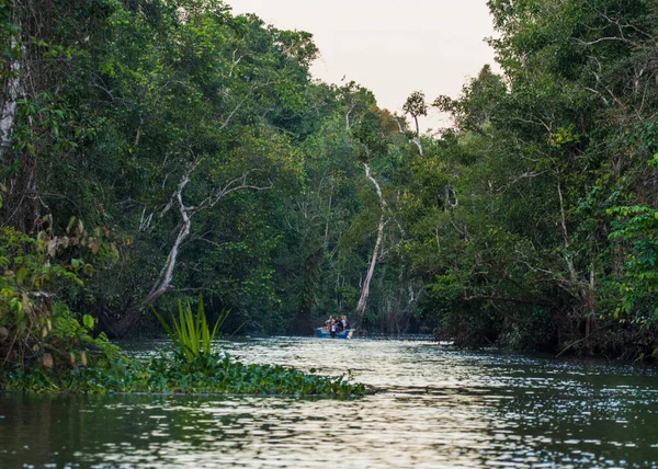马来西亚沙巴婆罗洲Kinabatangan河 — 图库照片