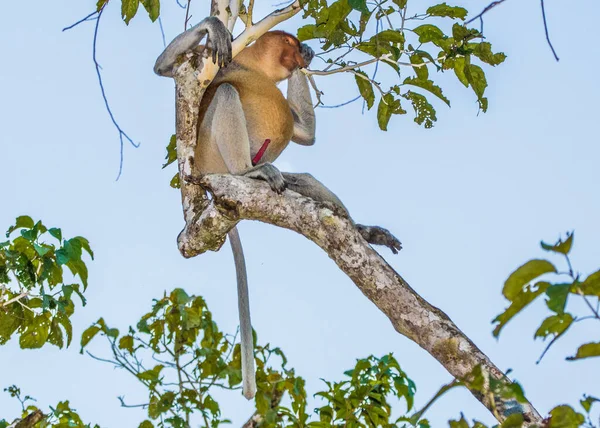 Una Scimmia Proboscide Albero Lungo Fiume Kinabatangan Sabah Nel Borneo — Foto Stock