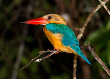 Leylek gagalı Kingfisher (Pelargopsis capensis) bir dala oturmuş.