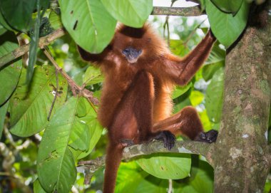 Kırmızı yaprak maymunu, Borneo Kinabatangan