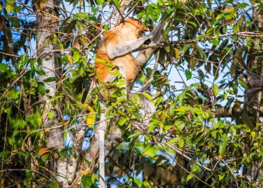 Sabah, Malezya Borneo 'daki Kinabatangan Nehri boyunca ağaçtaki bir hortum maymunu..