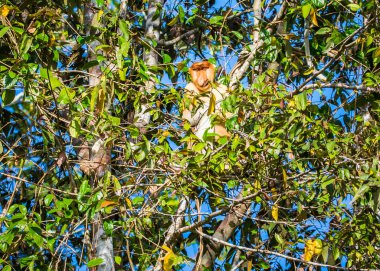 Sabah, Malezya Borneo 'daki Kinabatangan Nehri boyunca ağaçtaki bir hortum maymunu..