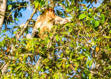Sabah, Malezya Borneo 'daki Kinabatangan Nehri boyunca ağaçtaki bir hortum maymunu..