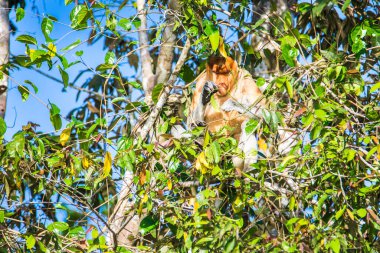 Sabah, Malezya Borneo 'daki Kinabatangan Nehri boyunca ağaçtaki bir hortum maymunu..