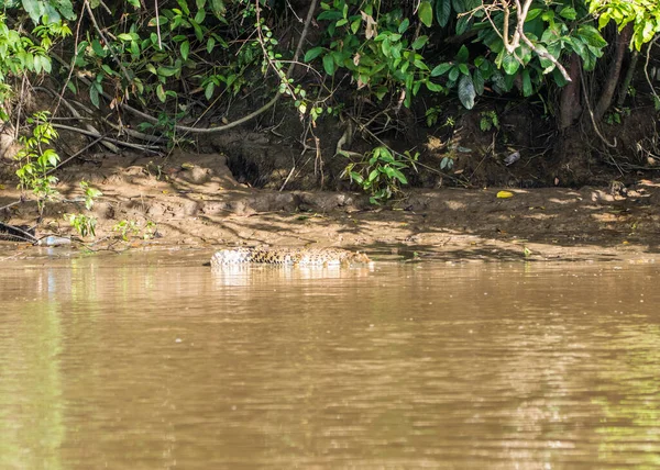 婆罗洲一条巨大的咸水鳄鱼潜伏在泥泞的褐色河里 — 图库照片