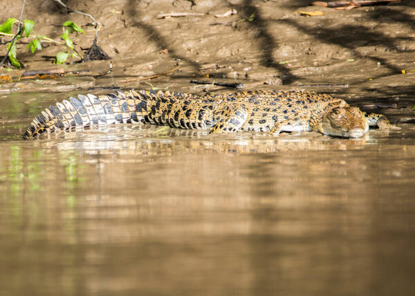 A large Saltwater Crocodile lurking in a muddy brown river in Borneo.