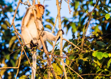 Sabah, Malezya Borneo 'daki Kinabatangan Nehri boyunca ağaçtaki bir hortum maymunu..