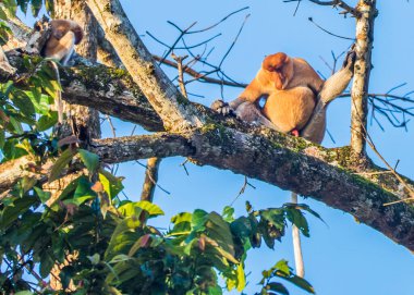 Sabah, Malezya Borneo 'daki Kinabatangan Nehri boyunca ağaçtaki bir hortum maymunu..