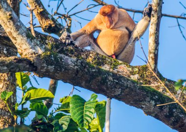 Sabah, Malezya Borneo 'daki Kinabatangan Nehri boyunca ağaçtaki bir hortum maymunu..