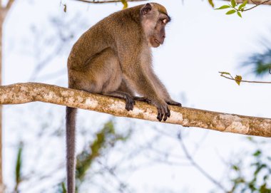 Dalda uzun kuyruklu bir maymun var..