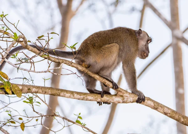 Long Tailed Macaque Branch — Stock Photo, Image